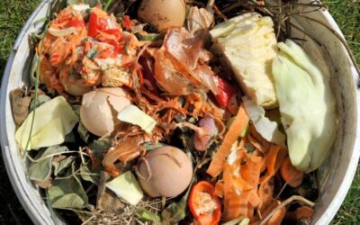 Refilling the Basket: Agroecology as a Solution to Food Insecurity